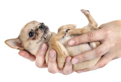 El Chihuahua Origen Características Y Consejos De Cuidados Mascotas