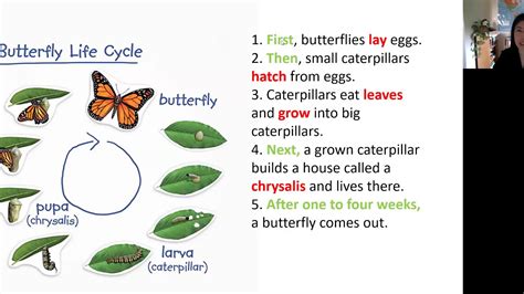Describe The Life Cycle Of A Butterfly Eduling International Academy