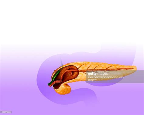 Cross Section Of Pancreas Illustration High Res Vector Graphic Getty
