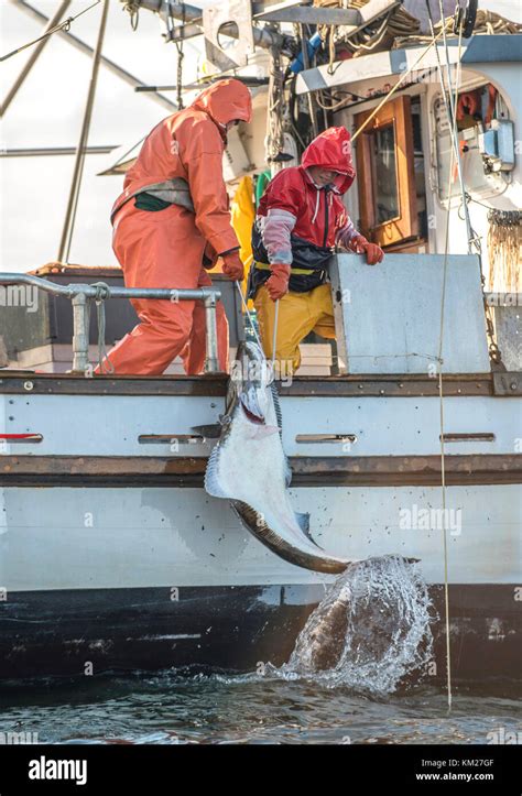 Commercial Halibut Fishing In Alaska Stock Photo Alamy