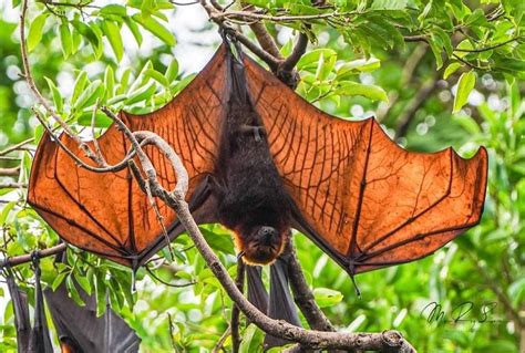 Guardians Of The Night Sky The Majestic Giant Golden Crowned Flying Fox Healthy Magazine