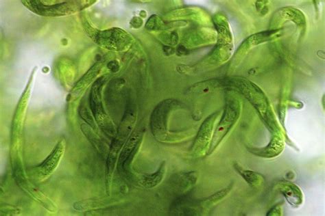 Algae From Rio Tinto Photograph By Thierry Berrod Mona Lisa Production