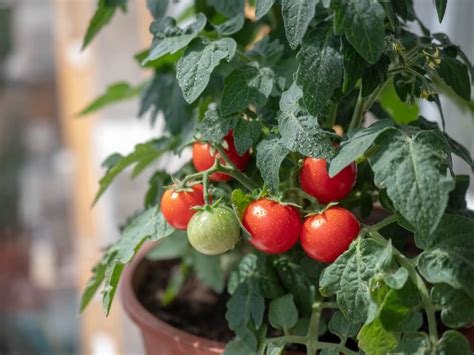 10 Delicious Tips For Growing Cherry Tomatoes In Pots