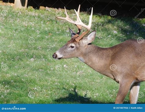 Side View Of A Whitetail Deer Buck In Maryland Stock Photo Image Of