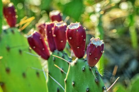 Prickly Pear Is On Trend And The Science Backs Its Applications