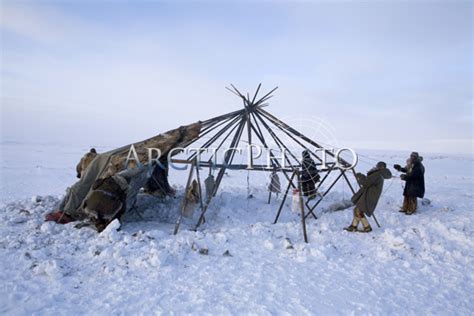 Chukchi Reindeer Herders Putting The Cover On A Yaranga Traditional