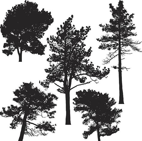 Pine Tree Clip Art Vector Images And Illustrations Istock