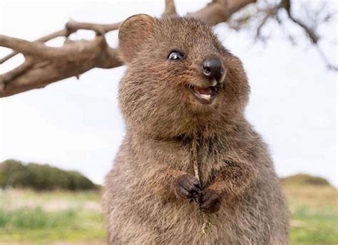 Meet Australias Happiest Animal Bondi Wash