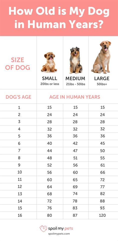 Dog Age Chart See How Old Your Dog Is In Human Years See How Old