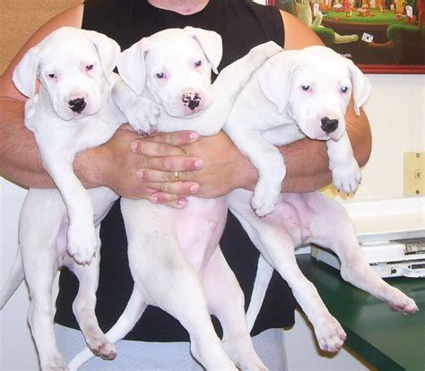 The breed was created in the late 1920s by the argentinean surgeon. Dogo Sardesco Puppies For Sale | Philadelphia, PA #115249