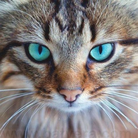 Beautiful Kitty With Turquoise Eyes