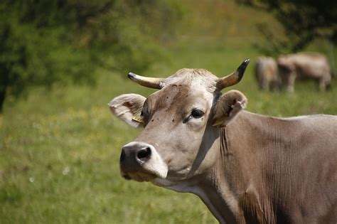Cow Pasture Horns Milk Free Photo On Pixabay