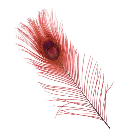 peacock feathers 5 to 100 pieces burgundy dyed tails 8 to 15 inches peacock feathers zucker®