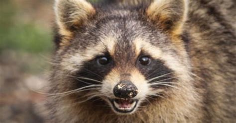 Rabid raccoon attack in Escambia County leads to warning