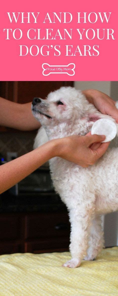 This is not how to clean baby ears! Ask The Experts: Why and How To Clean Your Dog's Ears ...