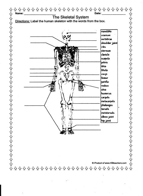 Furthermore, it protects the vital organs and provides also, the human skeleton has a number of functions such as supporting weight and protecting the organs. 13 Best Images of Worksheets Human Anatomy Bones ...