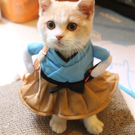 Pictures Of Prettiest Cat Costumes Will Capture Your Heart Catlover Cutecats Costumes