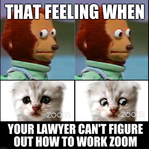 Cats Zoom Memes And S Imgflip