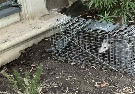 How To Get Rid Of Opossums In Your Yard
