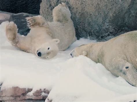 Zoo Gives Polar Bears 26 Tons Of Snow To Play In For Christmas The