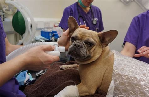 Most diseases and health matters we will describe here, however, are more specific to canines than to. Frenchies plagued with painful health problems are winding ...