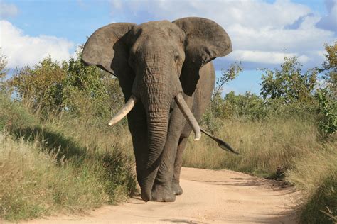 A Majestic Elephant From Botswana African Elephant Animals Elephant
