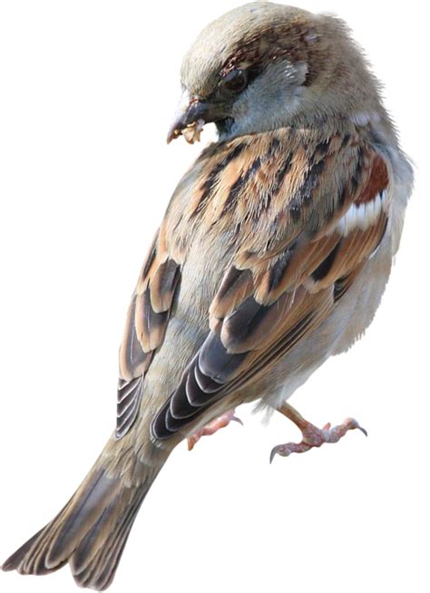 Sparrow Png Transparent Image Download Size 537x741px