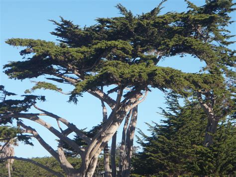 Types Of Cypress Trees In California Jackelyn Gagnon
