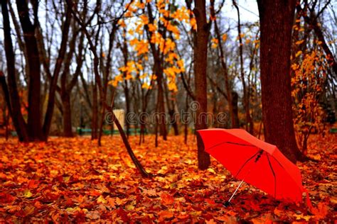 Autumn Umbrella Stock Image Image Of Rainproof Forest 47358203