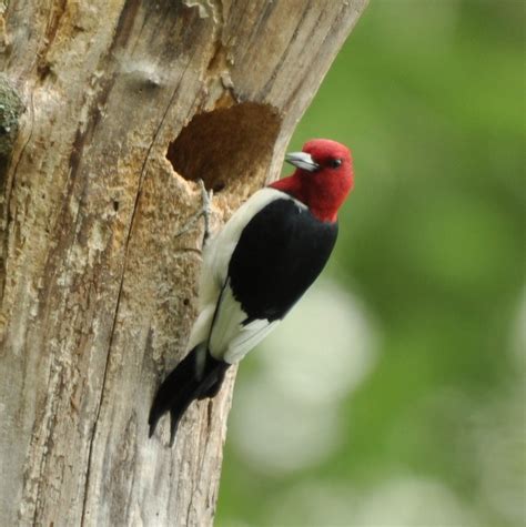 20 Red Headed Woodpecker Sib