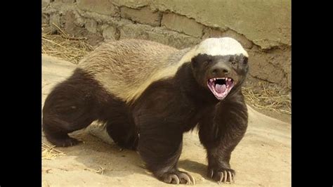 Honey Badgers The Crazy Truth Youtube