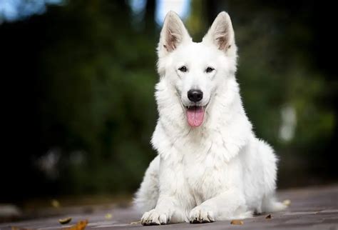 Ultimate White German Shepherd Care Guide 6 Must Know Tips Perfect