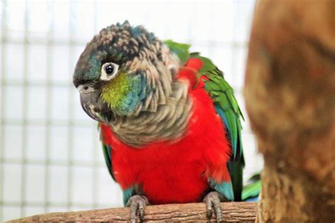 Crimson Bellied Conure Pyrrhura Perlata Zoochat