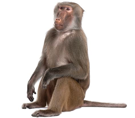Monkey Png Image 10 Free Cliparts Download Images On Clipground 2023