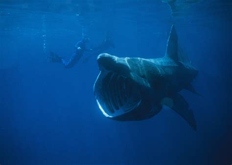 Marine Species Basking Shark Scuba Diver Life