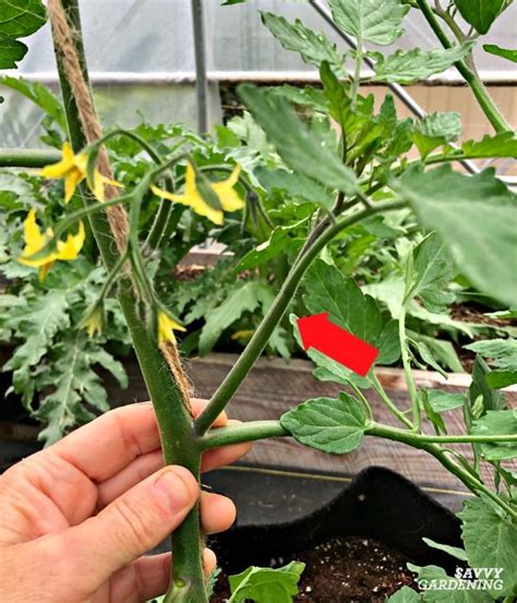 Tomato Plant Suckers When And How To Prune Tomato Plants Tips For