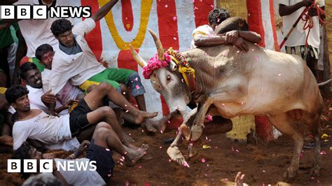 Jallikattu India Order To Allow Tamil Nadu Bullfighting Challenged Bbc News