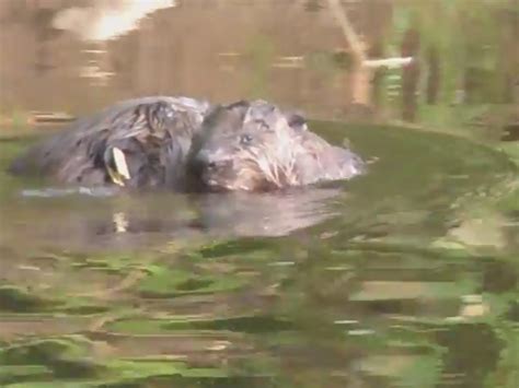 Beavers Are Back Englands First Beaver Colony In Centuries Has Young