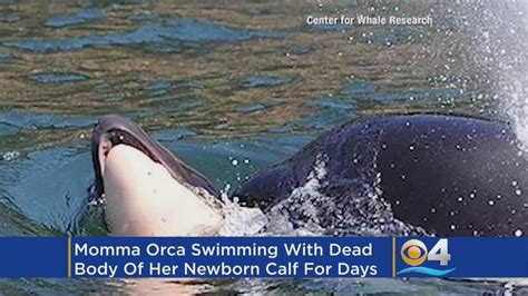 Mourning Orca Mother Carries Dead Calf For Week During Deep Grieving