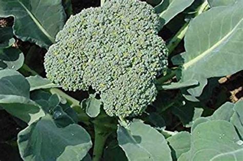 Growing Broccoli In Ohio Dengarden