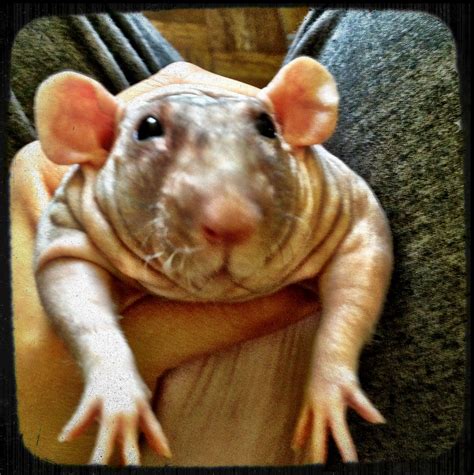 Barnabe The Hairless Rat He Is Fantastic I Needs Him Pet Rats
