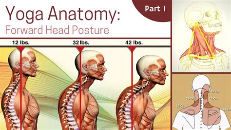 Yoga Anatomy Forward Head Posture Part 1 Yogauonline