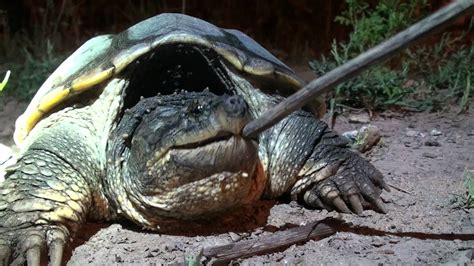 How To Anger A Large Snapping Turtle Youtube