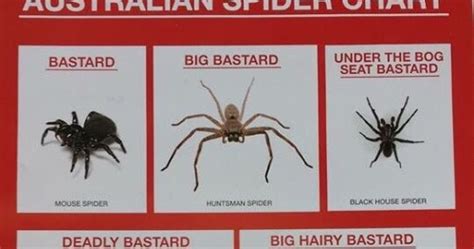 I Have Seen The Whole Of The Internet Australian Spider Chart