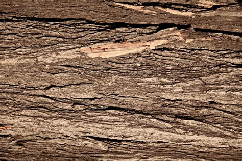 17 Tree Trunk Textures