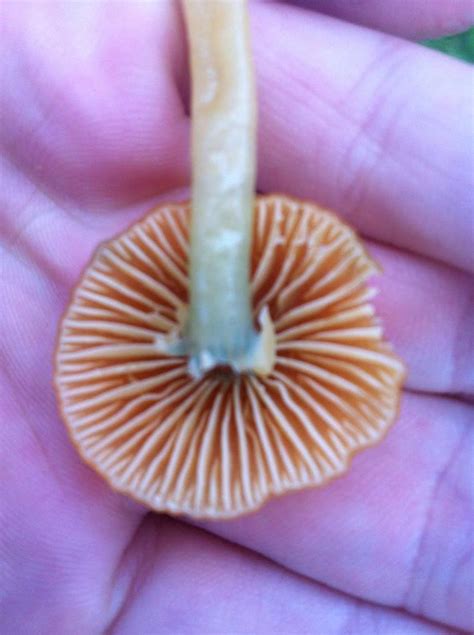 Help Identifying Bright Orange Mushroom Mushroom Hunting And