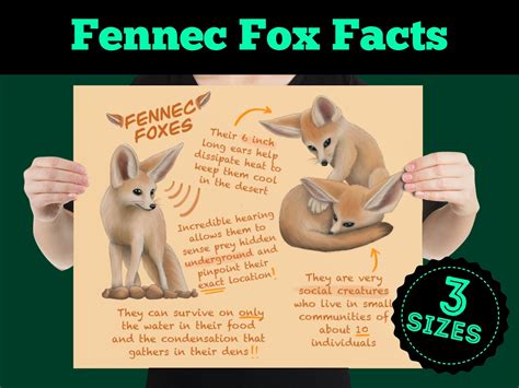 Fennec Foxes Educational Poster Wildlife Fun Facts For Kids Etsy