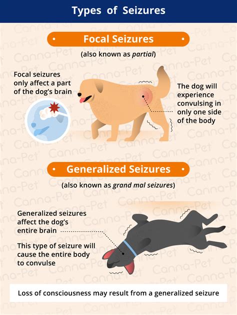 What Are Signs Of A Seizure In A Dog