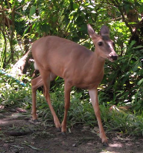 Filewhite Tailed Deer Female Costa Rica Wikimedia Commons