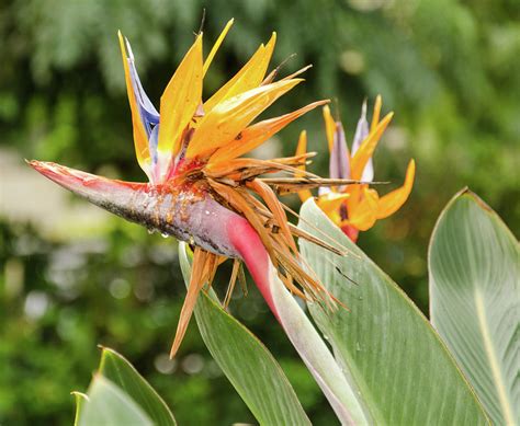 Bird Of Paradise Kauai Hawaii Photograph By Rebecca Elmore Fine Art